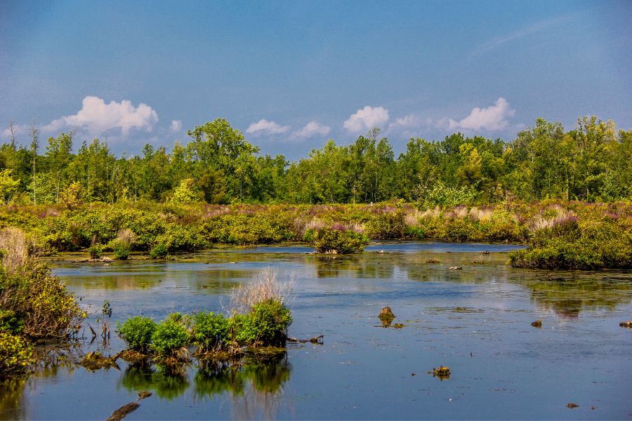 Long Preston Floodplain project celebrates conservation milestone