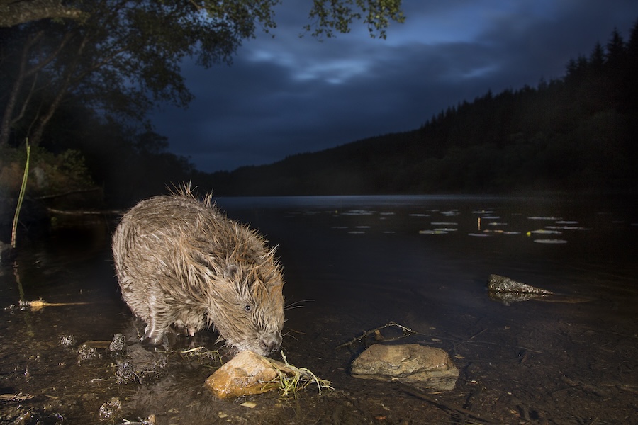 80% of Scots want more rewilding action from Scottish Government, polling shows