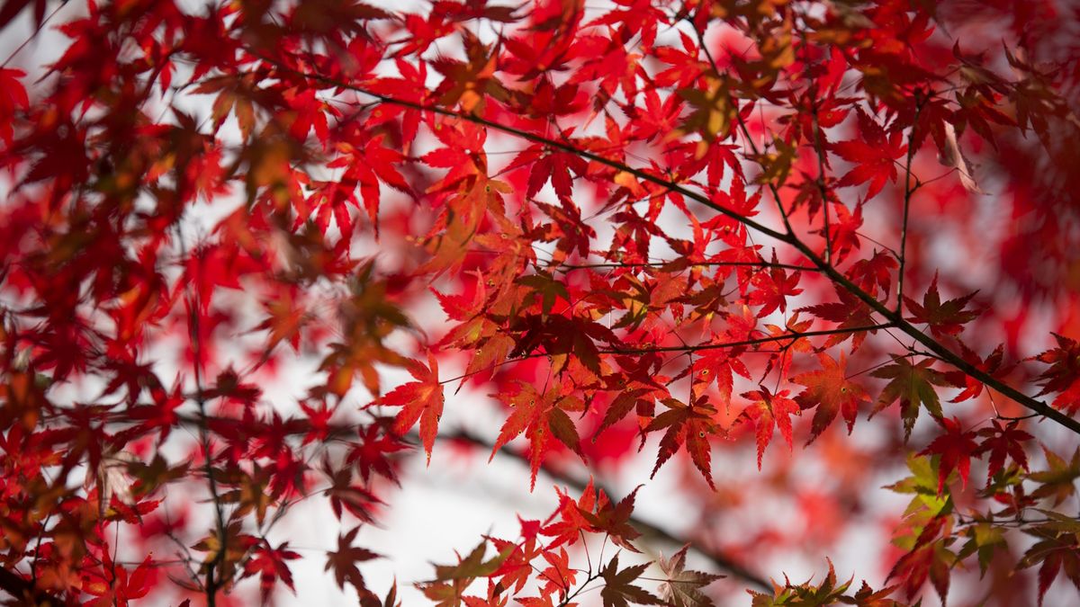 Bäume mit roten Blättern – 9 Sorten für atemberaubende Farben, auch im Winter