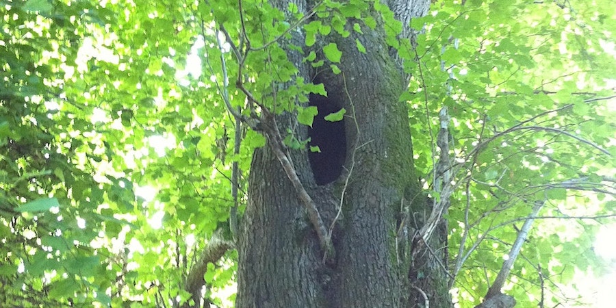 Assessing trees for bats