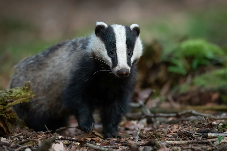 The UK Government is back in front of the Bern Convention this week about its badger cull policy