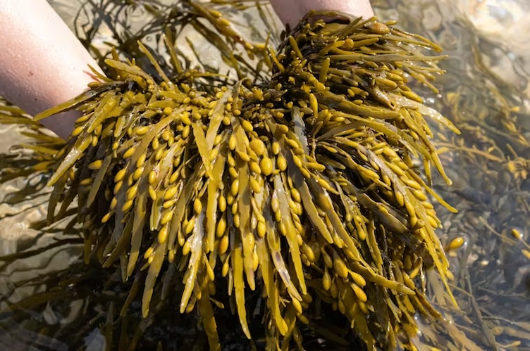 The health benefits of seaweed – a bath full of bladderwrack might be just what the doctor ordered