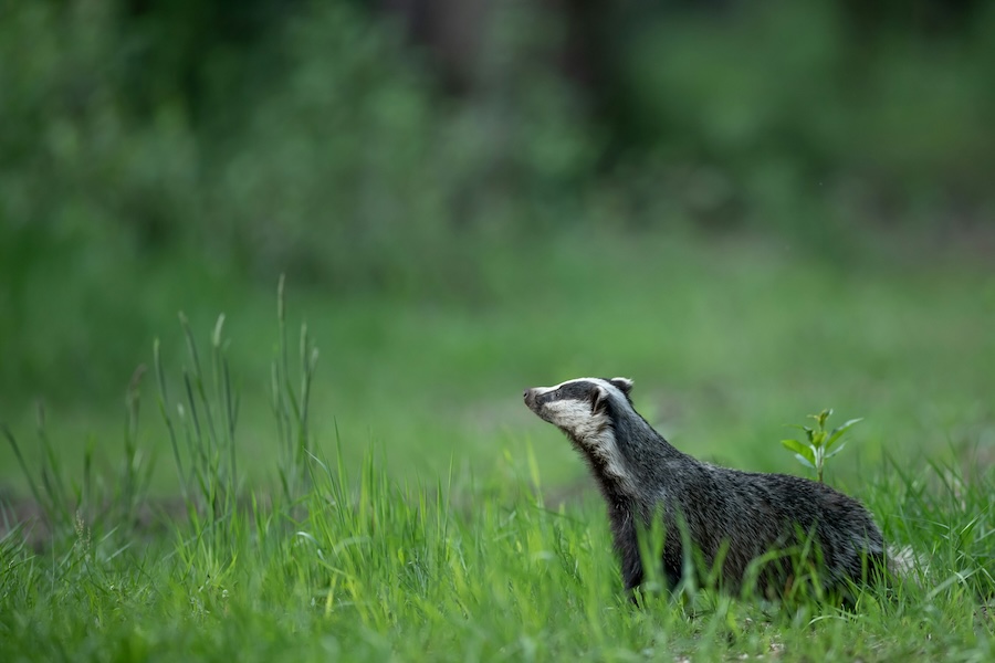 Initial Response to Government Statement on bTB eradication plan from Badger Trust