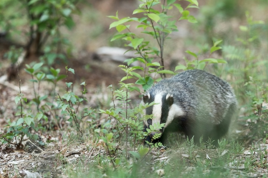 National Day of Action Against the Badger Cull called for Tuesday, 3 September 2024