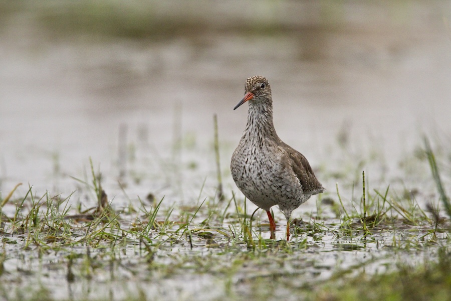 New study finds east coast of England holds significant number of threatened wading bird species 