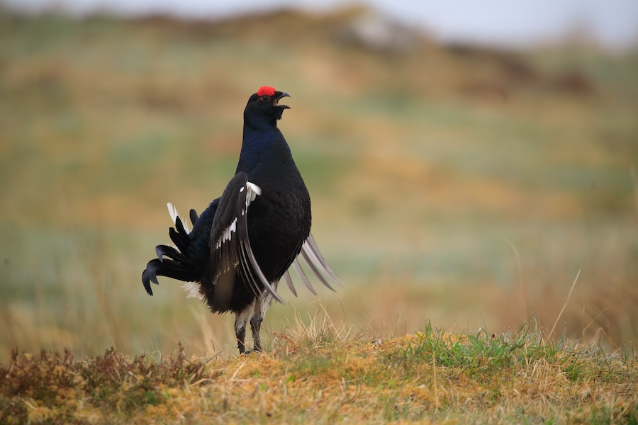 Highland black grouse numbers on rise thanks to habitat restoration