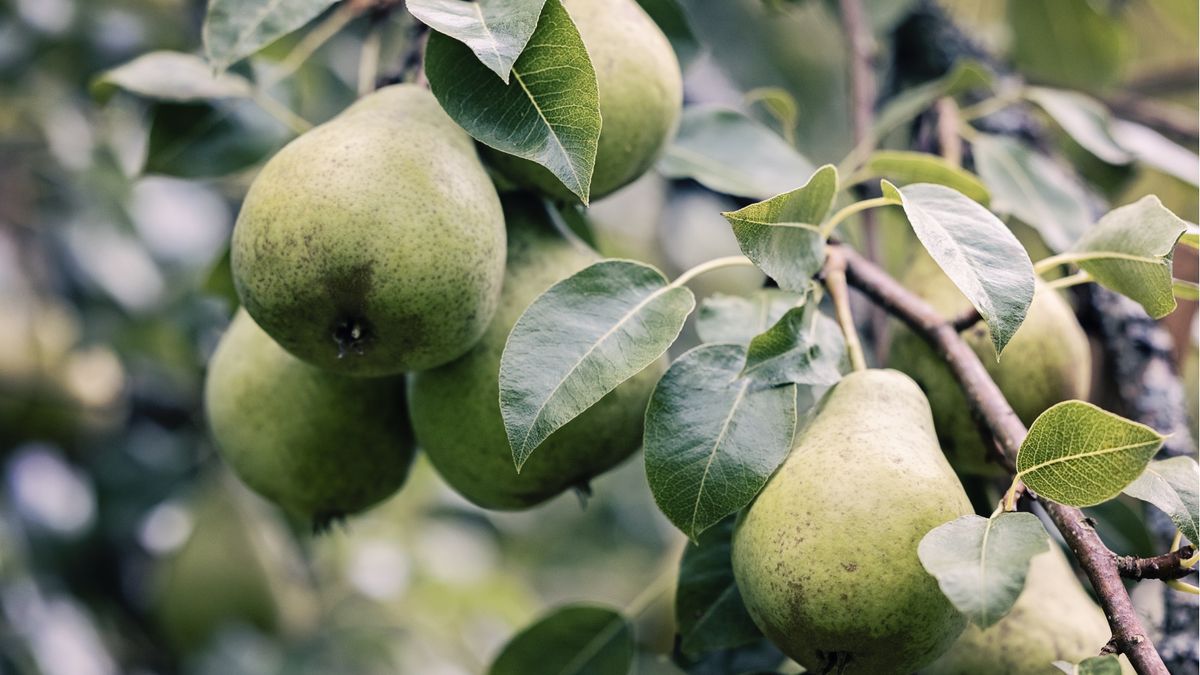 So bringt ein Birnbaum Früchte – 3 Expertentipps für eine größere, saftigere Ernte
