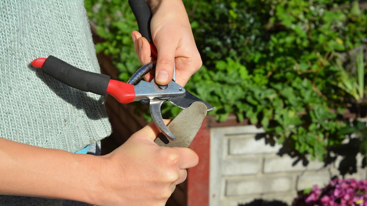 So schärfen Sie eine Gartenschere – für sauberere Schnitte bei der Pflege Ihrer Pflanzen