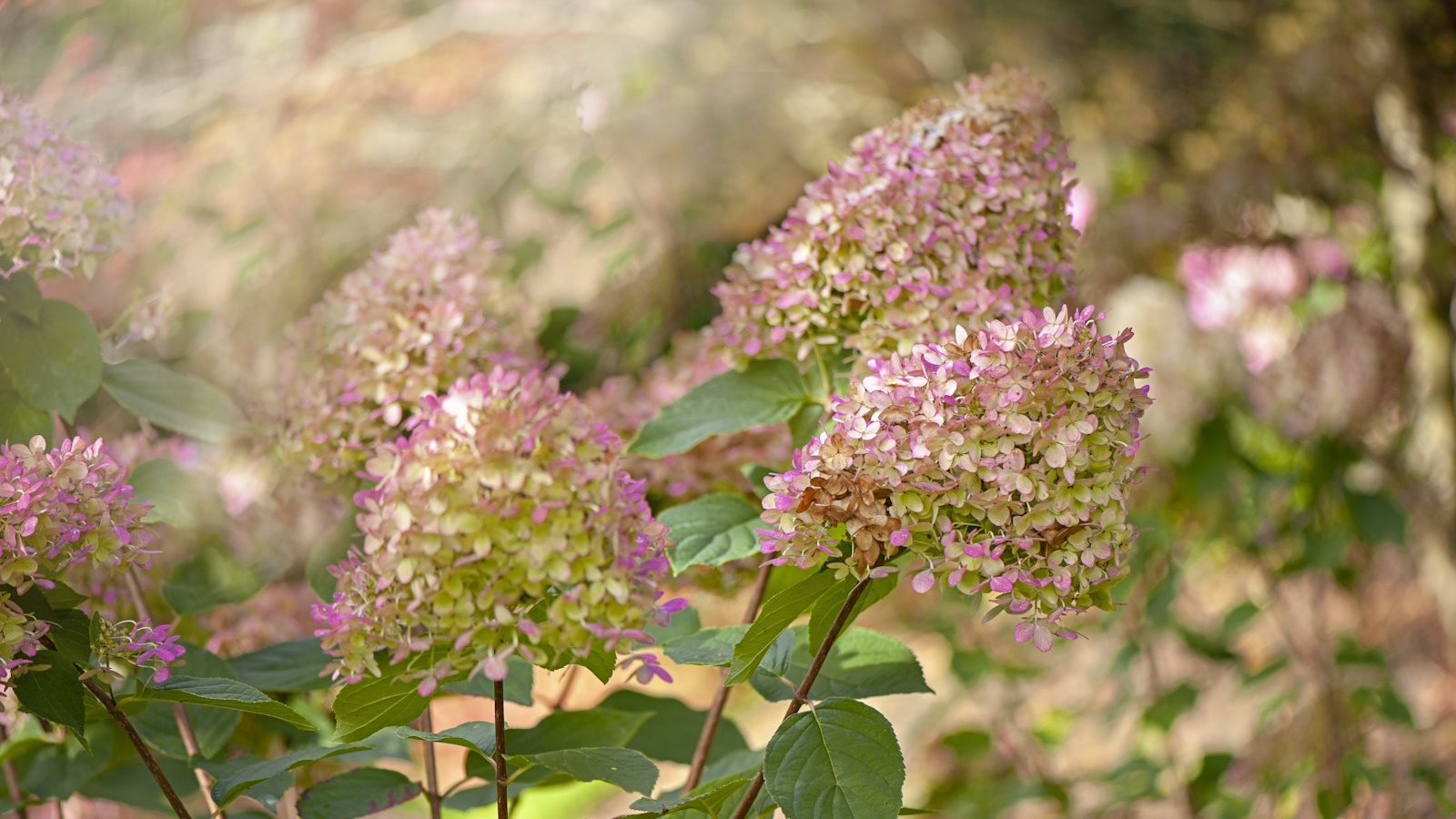 Nahaufnahme des Blütenkopfes von Hydrangea paniculata 'Limelight' zeigt die zartrosa Hochblätter im Herbst