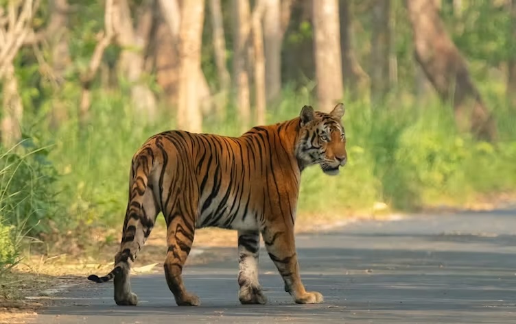 To save its tigers, India has relocated thousands of people – it could enlist their help instead