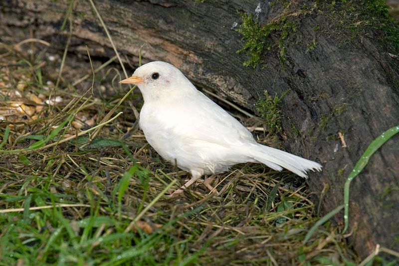 Unusual plumage variation in birds not so black and white