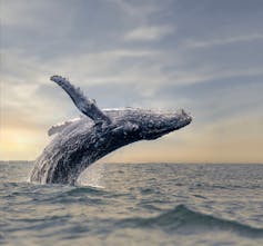 Buckelwal bricht aus dem Meer auf