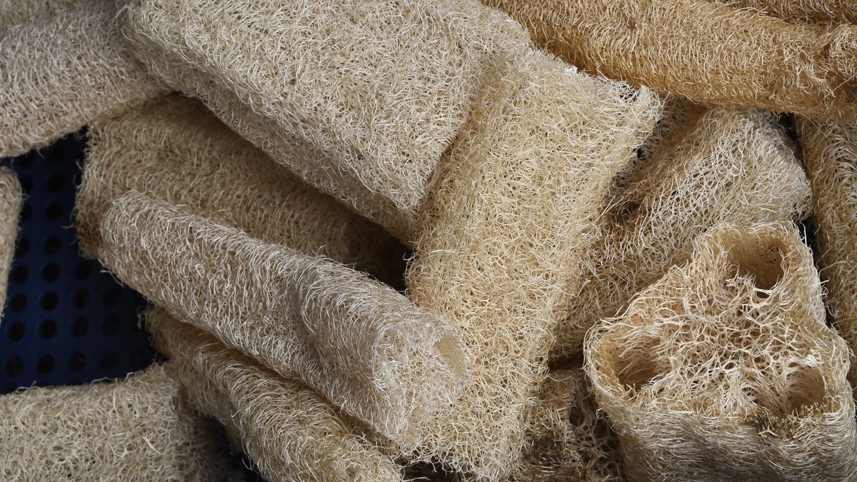 Wann Luffa geerntet wird – und wie man Früchte für selbstgemachte Schwämme verarbeitet