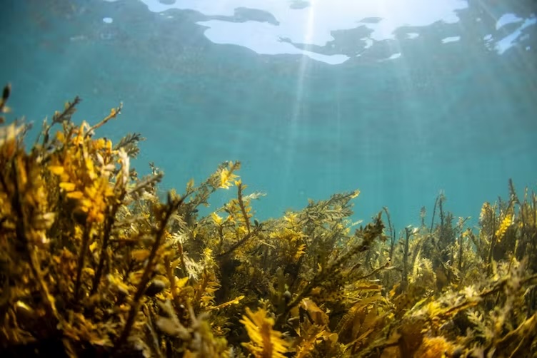 Why eating seaweed might help prevent Parkinson’s disease