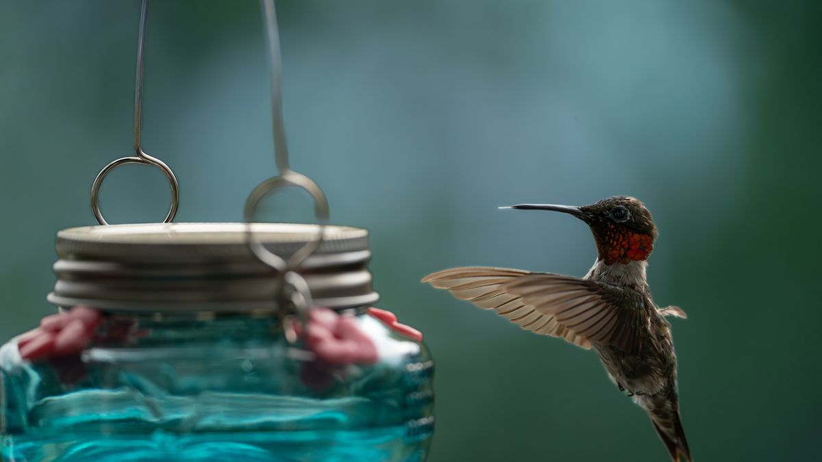 Windspiele für Kolibri-Futterspender sind eine schöne Möglichkeit, einheimische Vögel in Ihren Garten zu locken – und ich habe gerade die besten Angebote bei Amazon gefunden