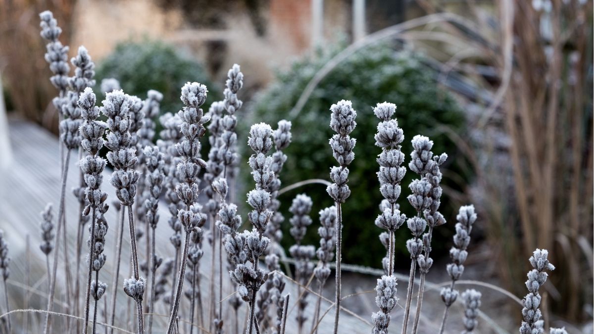 Wintergartentrends – 5 Möglichkeiten, Ihren Garten für die kälteste Jahreszeit fit zu machen