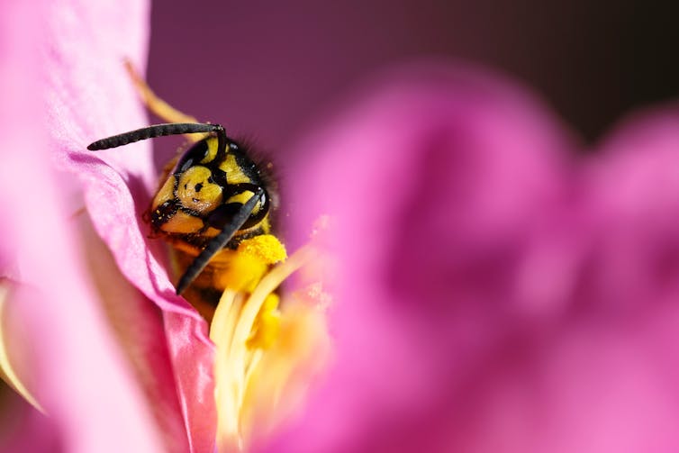 Wespe sitzt in rosa Blume.