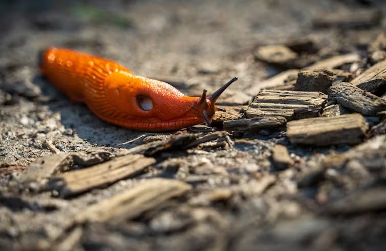 In defence of slugs