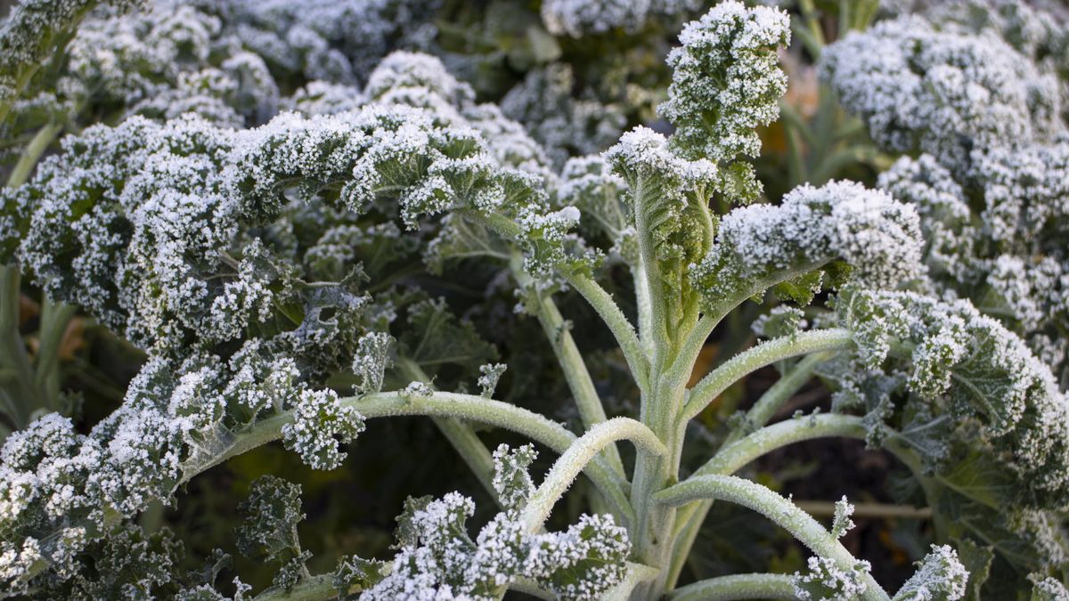 10 der besten Gemüsesorten zum Überwintern – für reichliche, selbst angebaute Ernten in den kälteren Monaten