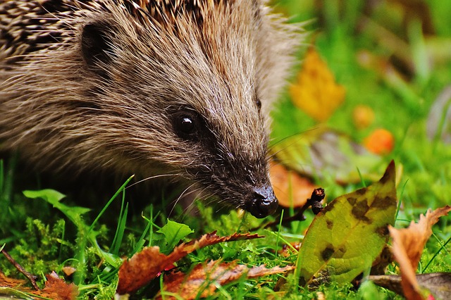 book review the inner life of animals