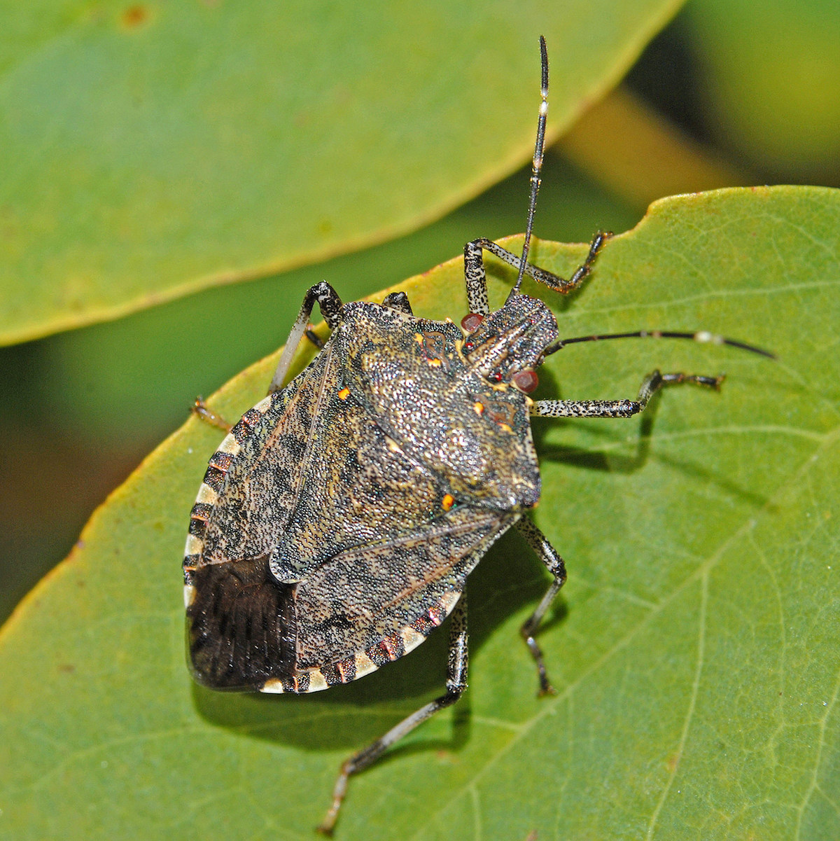 invasive stink bugs