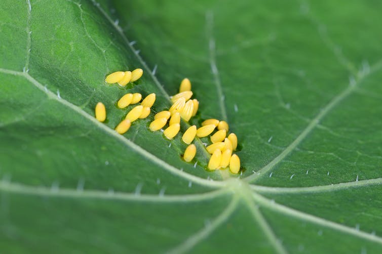 Ein Blatt mit winzigen gelben Eiern darauf.
