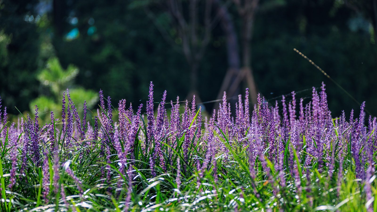Affengras oder Liriope blüht mit violetten Blütenständen in einem sonnigen Garten