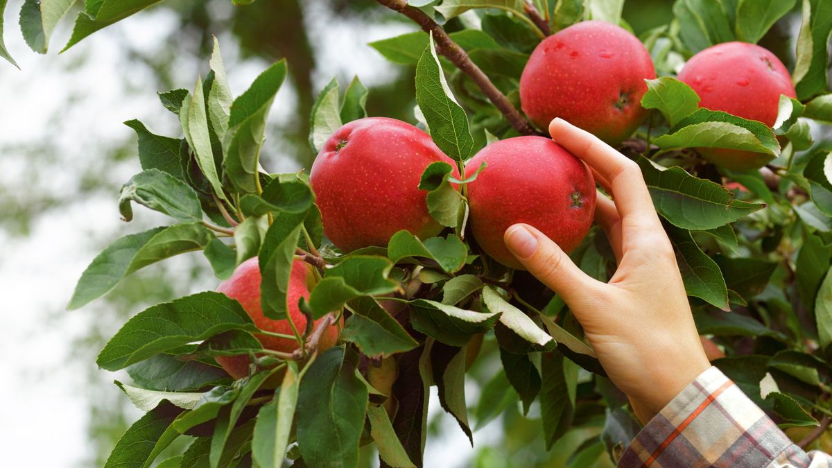 6 der am einfachsten zu züchtenden Obstbäume für köstliche selbst angebaute Ernten mit minimalem Aufwand
