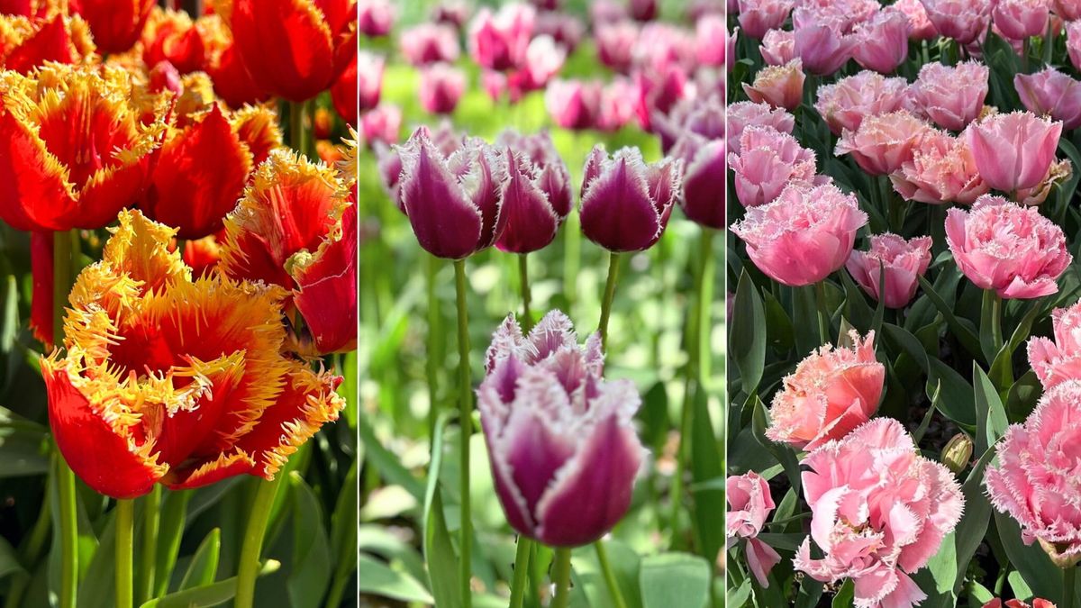 7 Fransen-Tulpensorten, die ich diesen Herbst pflanze, nachdem ich in den Niederlanden Millionen von Blumenzwiebeln gesehen habe – ich verspreche, Sie werden sie auch lieben