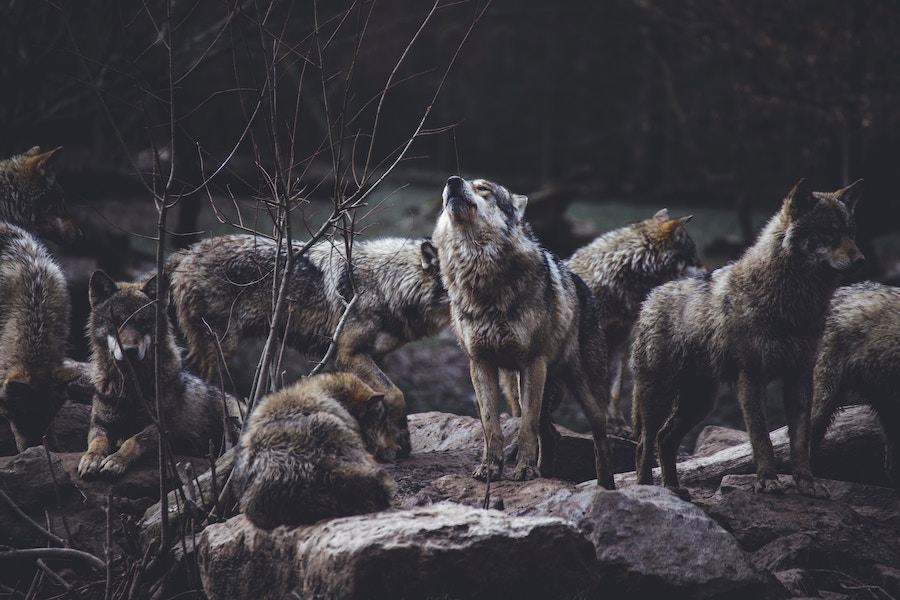 Working people while working on wolves – managing conflicts towards coexistence – live webinar