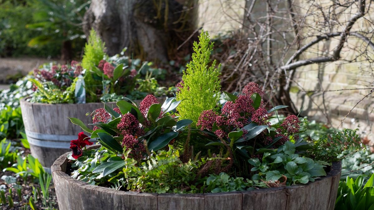 Beste Winterblumen für Töpfe – 10 atemberaubende Optionen, um die kürzeren Tage aufzuhellen