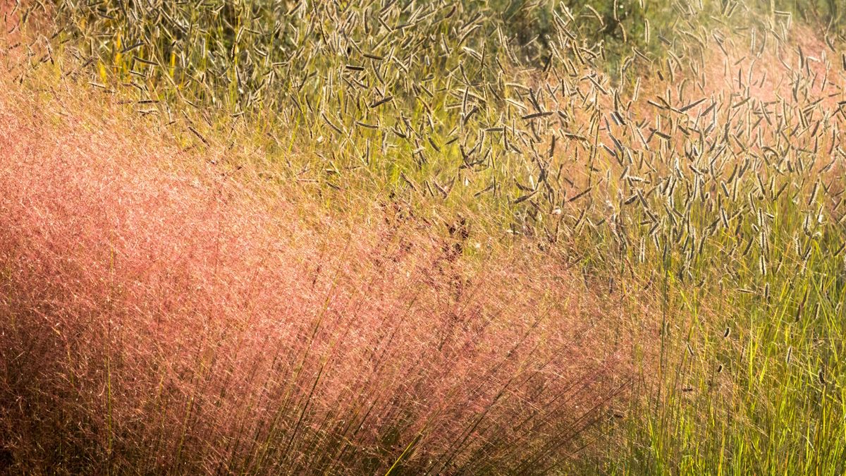 Beste Ziergräser für den Winter – 5 Sorten für Farbe und Textur in den kälteren Monaten des Jahres