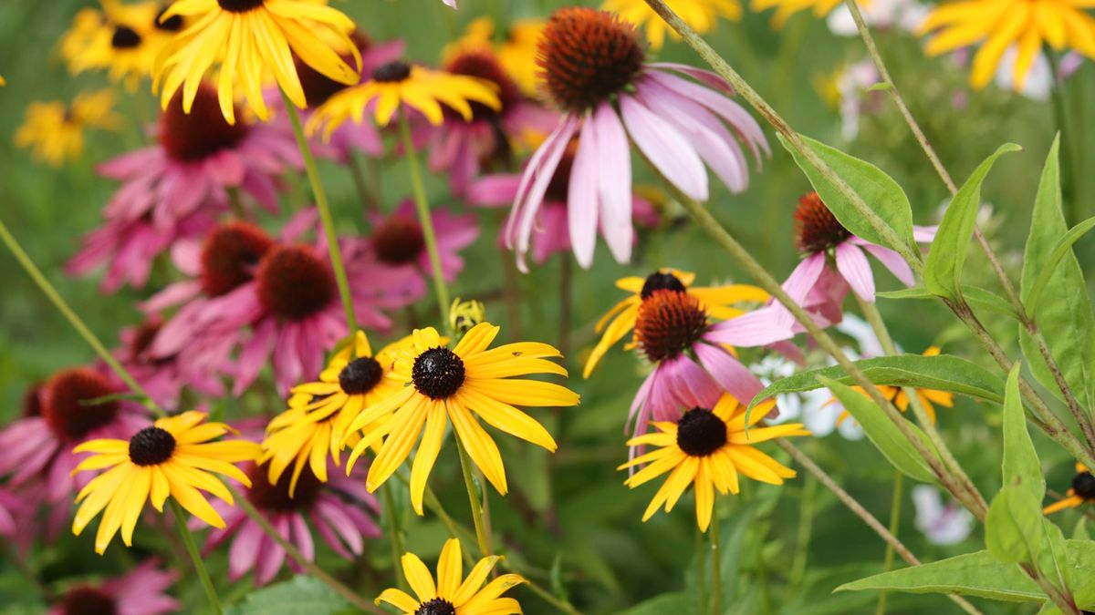 Beste herbstblühende Stauden – 7 von Experten anerkannte Blüten für Farbe in der Spätsaison
