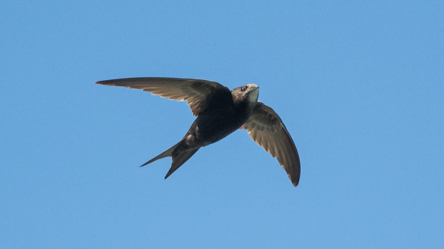 Breeding Bird Survey celebrates 30 years of citizen science