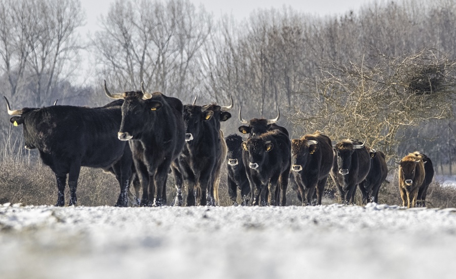 UK ‘return’ for ancient aurochs 400 years after European extinction
