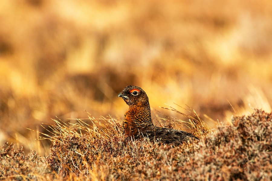 Illegal bird of prey killing must end, urges RSPB Birdcrime report