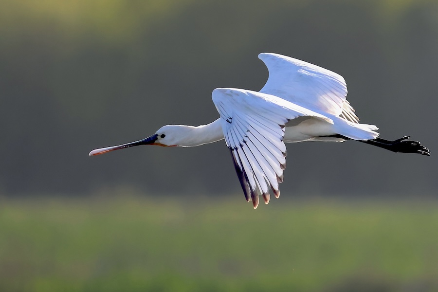 Spoonbill breeding success sparks renewed hope for this iconic wetland species