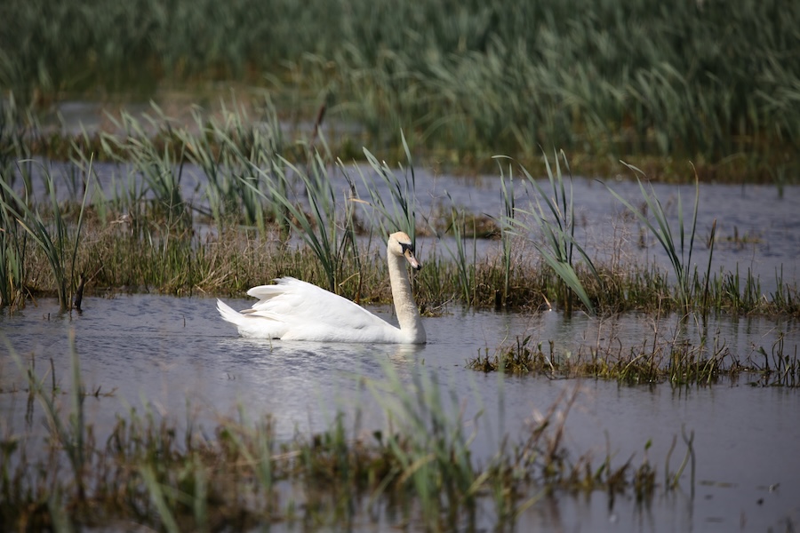 Handover of new Severn Estuary wetland habitats marks major milestone in flood defence project