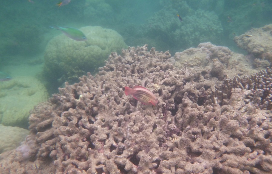 World Sustainability Foundation and Omegor join forces to save corals in Thailand