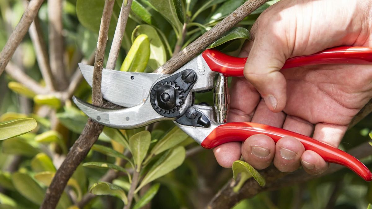 Die einzigen Gartenscheren, die Sie jemals kaufen sollten, sind am Prime Day endlich erschwinglich – aber dieser Preis wird nicht von Dauer sein