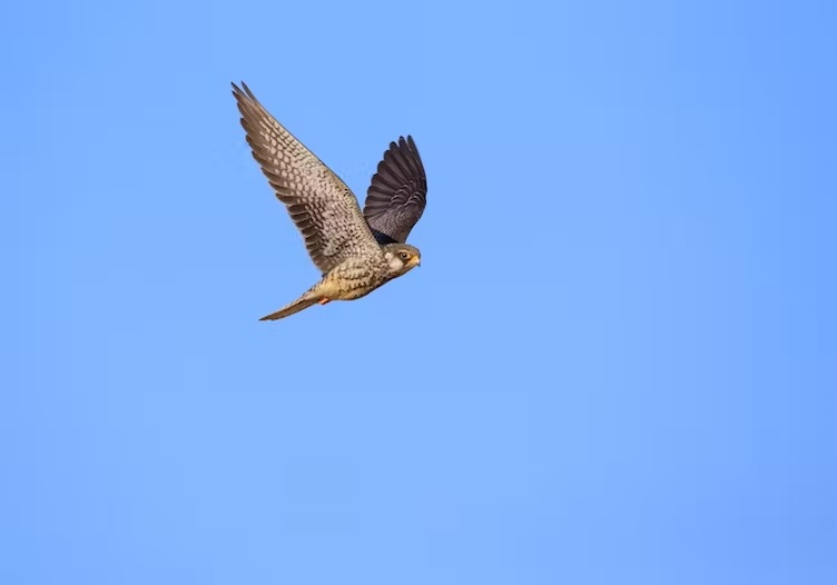 An Indian village went from hunting Amur falcons to being their biggest protectors. Here’s how conservationists can harness the power of persuasion