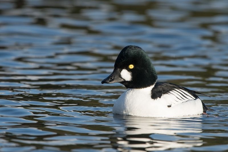 Ducks take a dive as milder winters keep birds in an unfrozen north