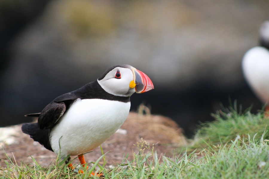 It’s time for the new Government to take action to tackle the nature crisis before it’s too late, says the RSPB