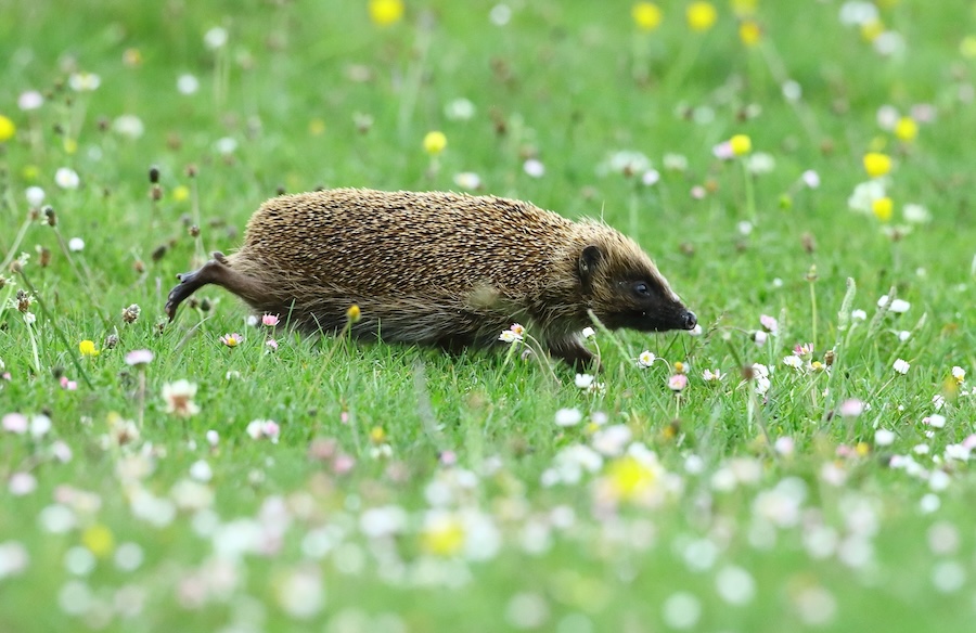 European hedgehog listed as Near Threatened on IUCN Red List