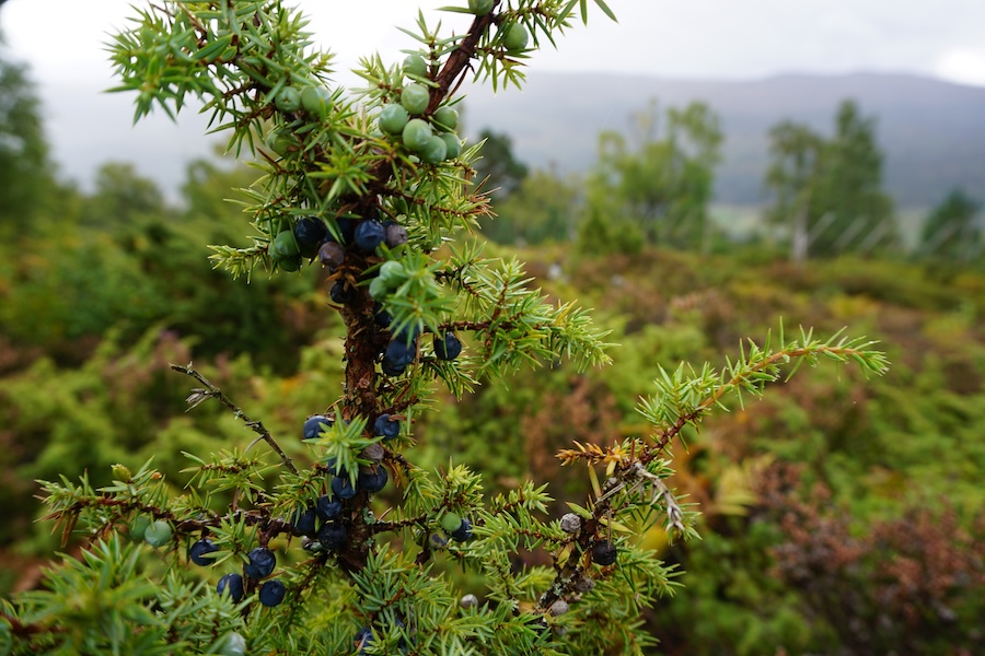 Volunteers collect 2.2 million rare seeds to boost ancient native woodlands and rainforest across Scotland