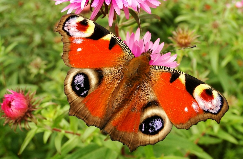 For many in the UK, 2024 was the year without a butterfly