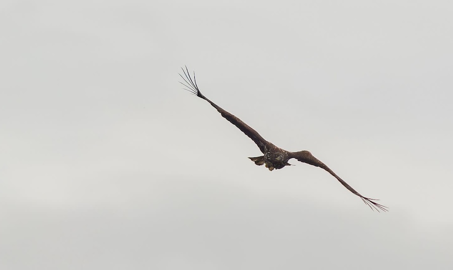 UK’s biggest bird of prey shows unprecedented behaviour caring for injured offspring