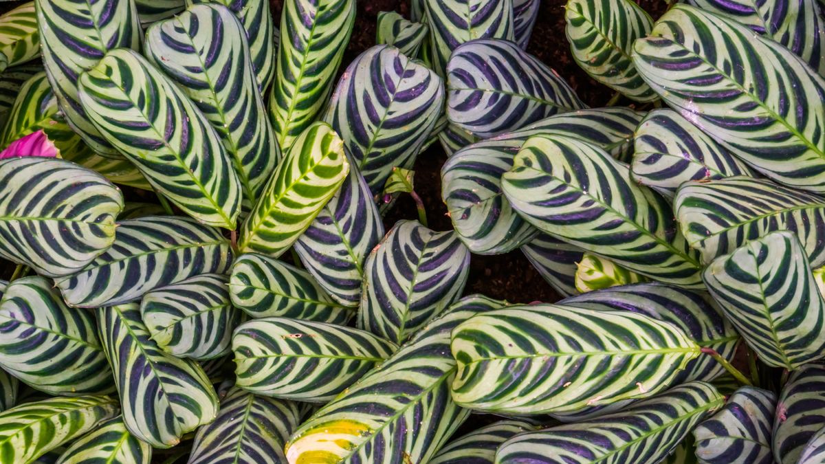 Kann man Calatheas im Wasser anbauen? Wie man diese kniffligen Zimmerpflanzen hydroponisch anbaut