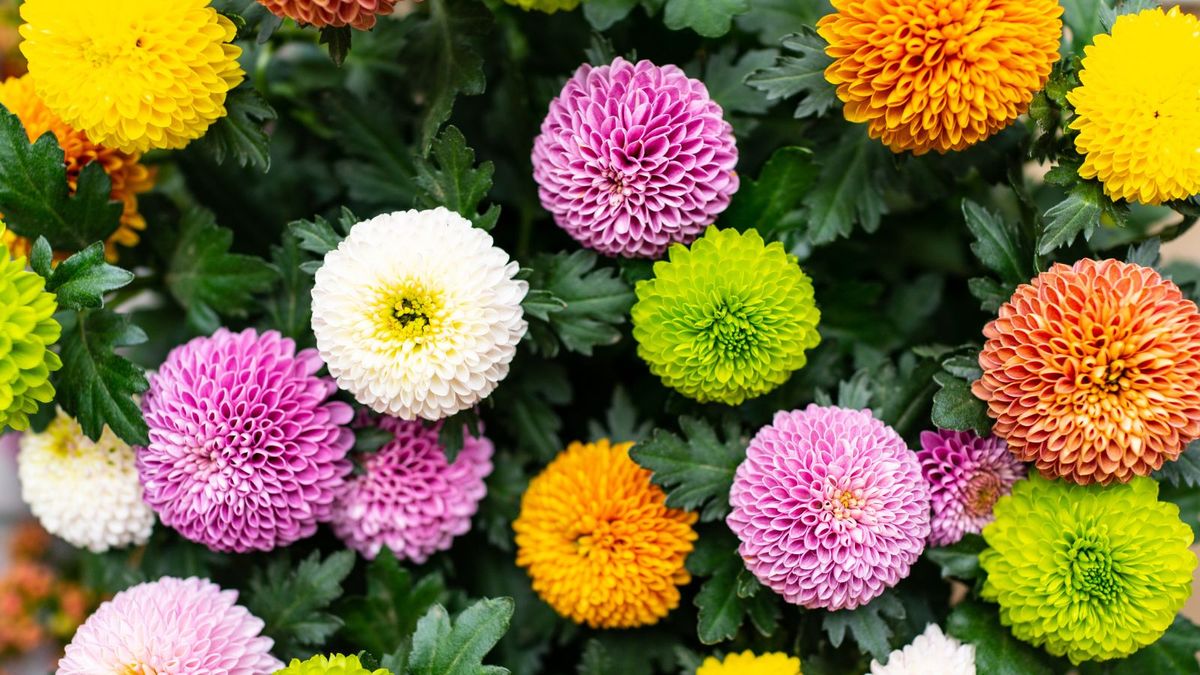 Können Mütter Frost aushalten? Kompetente Beratung, damit Ihre Blumen den ganzen Winter über lebendig und gesund bleiben