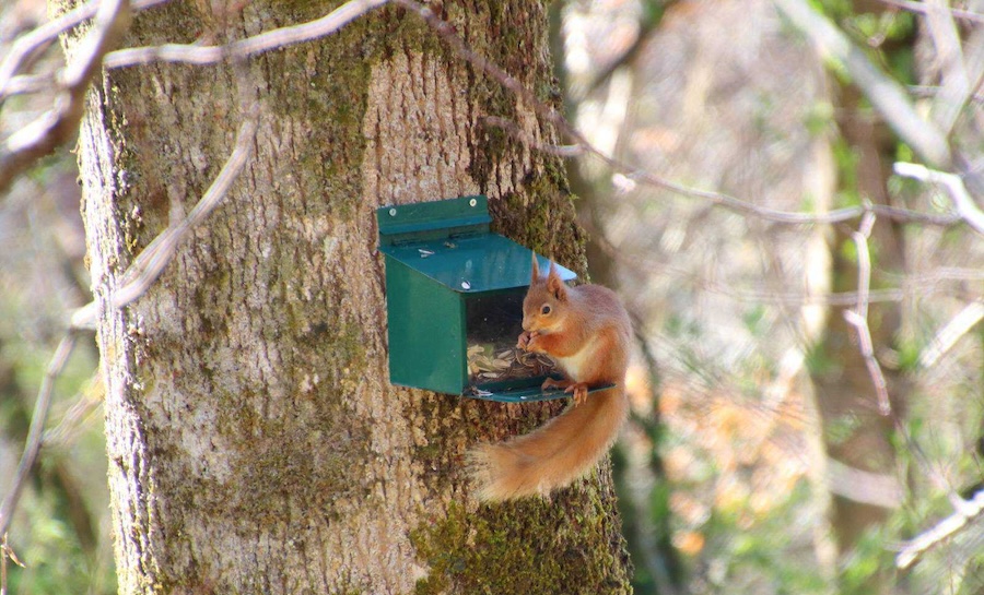 Leap forward for red squirrel reintroduction on Scotland’s west coast